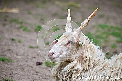 Hungarian Racka sheep,head close-up.Breed of sheep Stock Photo