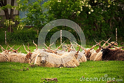 Hungarian racka sheep Stock Photo