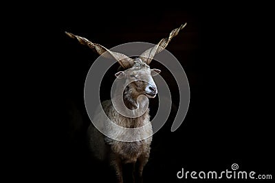 Hungarian Racka sheep. Stock Photo