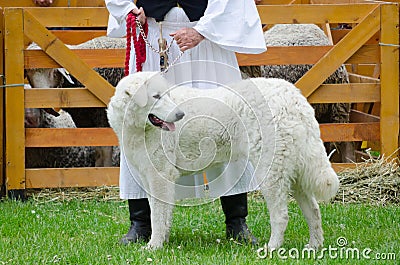 Hungarian shepherd dog pooch standing in front of sheep barn wit Stock Photo