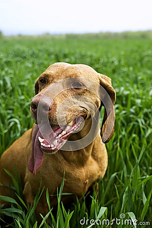 Hungarian Vizsla Stock Photo