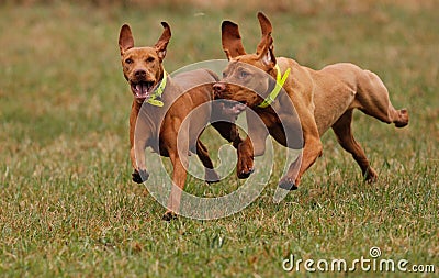 Hungarian Vizsla Stock Photo