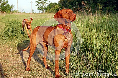 Hungarian vizsla male Stock Photo