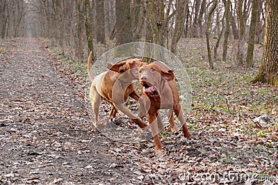 Hungarian vizsla playing Stock Photo