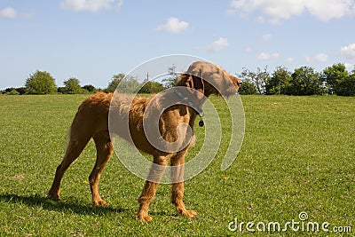 Hungarian Vizsla in a proud stance Stock Photo