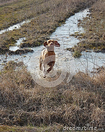 Hungarian vizsla running Stock Photo