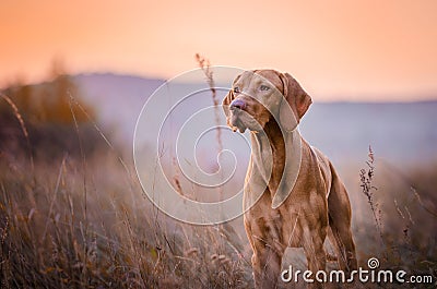 Hungarian Vizsla Stock Photo