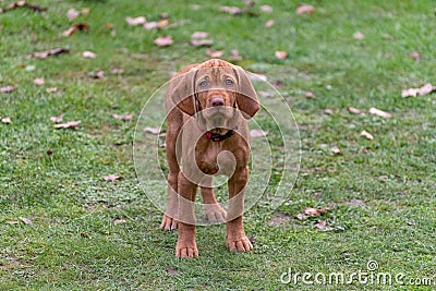 Hungarian Wirehaired Vizsla puppy in the garden Stock Photo