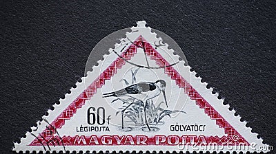 Hungary circa 1952: A post stamp printed in Hungary showing a bird: Black-winged Stilt Himantopus himantopus Editorial Stock Photo