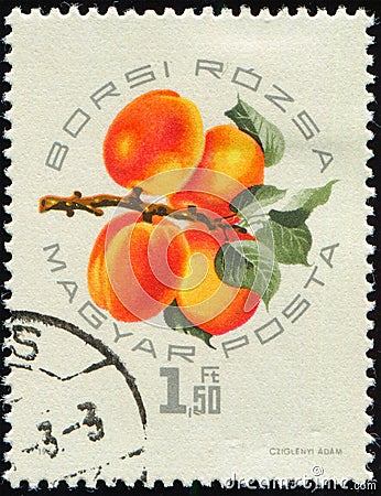 HUNGARY - CIRCA 1964: stamp 1.50 Hungarian forint printed by Hungary, shows Borsi Rozsa fruits (apricot) Editorial Stock Photo