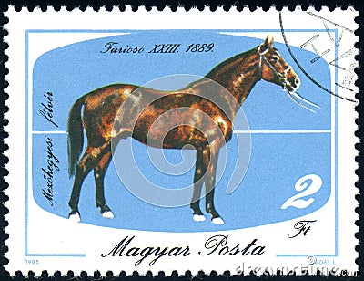 horse Furioso-23, 1889 Equus ferus caballus, circa 1985 Editorial Stock Photo