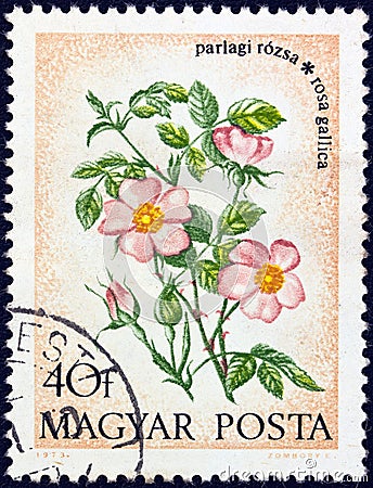 HUNGARY - CIRCA 1973: A stamp printed in Hungary from the `Wild Flowers` issue, shows a French Rose, circa 1973. Editorial Stock Photo