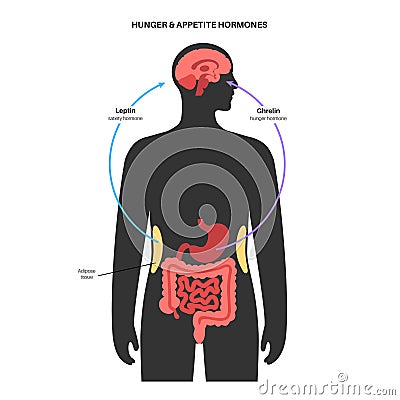 Hunger appetite hormones Vector Illustration