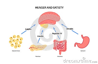 Hunger appetite hormones Vector Illustration