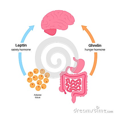 Hunger appetite hormones Vector Illustration