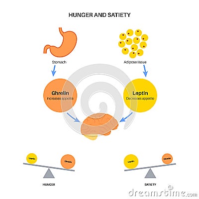 Hunger appetite hormones Vector Illustration