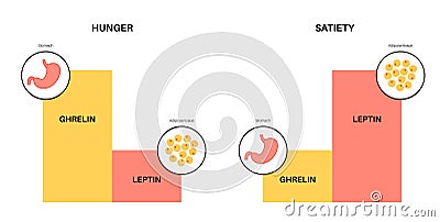 Hunger appetite hormones Vector Illustration