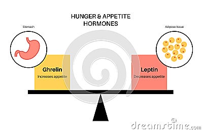 Hunger appetite hormones Vector Illustration