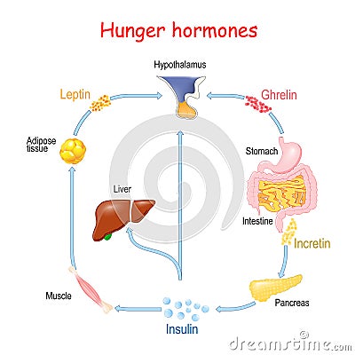 Hunger hormones Insulin, Ghrelin, Incretin, and Leptin Vector Illustration