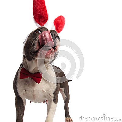 Hungry american bully wearing bowtie and bunny ears looks up Stock Photo