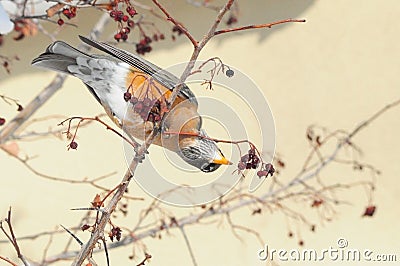 Hungry American robin bird or Turdus migratorius in tree Stock Photo