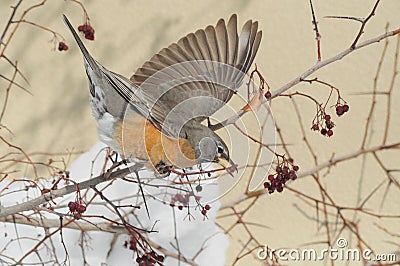 Hungry American robin bird or Turdus migratorius in tree Stock Photo