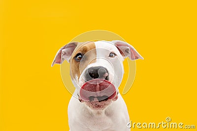 Hungry American Staffordshire dog Straight licks. Isolated on yellow background Stock Photo