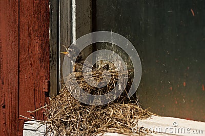 Hungry Baby bird in its nest, American robin, Southern Ontario Stock Photo