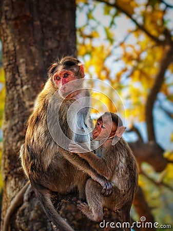 A hungry baby monkey and his mother spotted at Rajiv Gandhi National Park Stock Photo