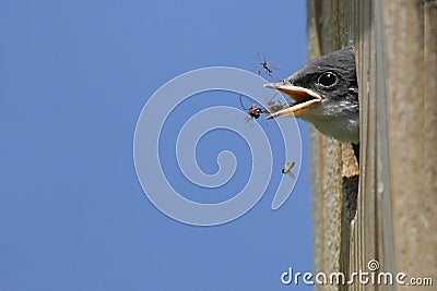 Hungry Baby Tree Swallow Stock Photo