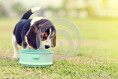 Hungry Beagle Stock Photo