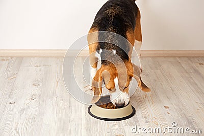 A hungry beagle dog eats dry food from a bowl Stock Photo