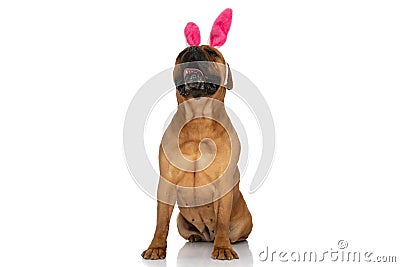 Hungry beautiful bullmastiff with bunny headband looking up and panting Stock Photo