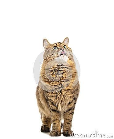 Hungry beautiful Siberian cat looking Stock Photo