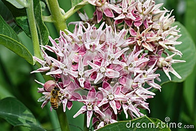 Hungry bee on a swamp milkweed flower Stock Photo