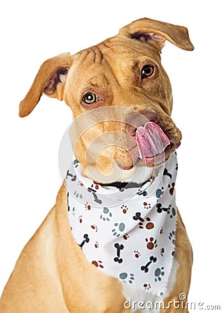Hungry Big Dog Wearing Bandana Stock Photo