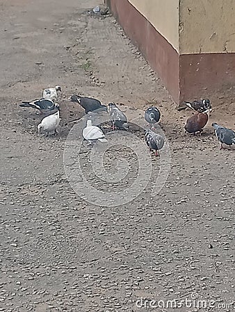 Hungry birds roaming around my compound Stock Photo