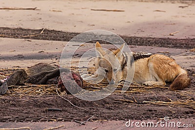 Hungry Black backed jackal eating killed seal cub and guarding catch standing on ocean coast. Namibia Stock Photo