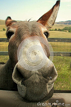 Hungry Burro Stock Photo