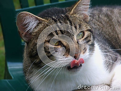Hungry cat Stock Photo