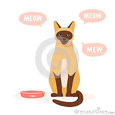 Hungry cat asks for food. Pet mews and demands food. Siamese cat sits near empty bowl. Flat style vector Vector Illustration