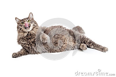 Hungry Cat Laying Licking Lips Stock Photo