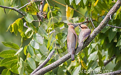 Hungry Cedar Waxwing Bombycilla Cedrorum fledgling gets food from parent Stock Photo