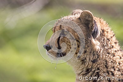 Hungry cheetah cat face in close-up profile with dripping saliva Stock Photo