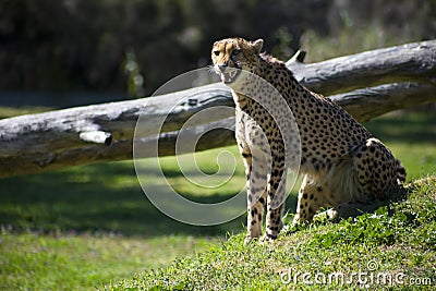 Hungry Cheetah Stock Photo