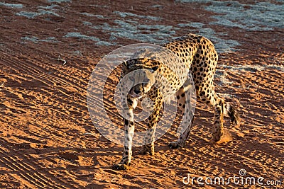 Hungry Cheetah. Stock Photo