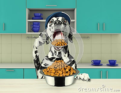 Hungry dalmatian dog going to eat dry food Stock Photo