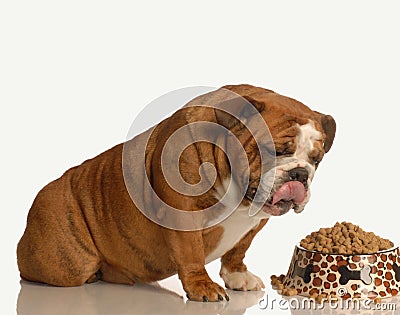 Hungry dog Stock Photo