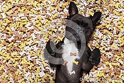 Hungry dog in big food mound Stock Photo