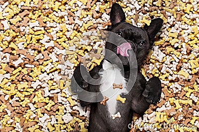 Hungry dog in big food mound Stock Photo